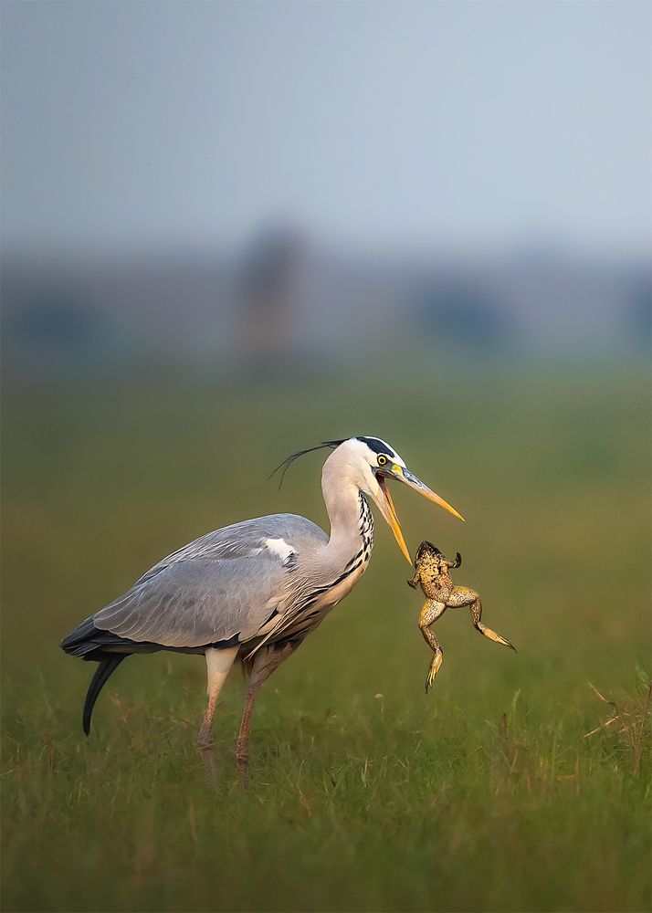 The Predator and the Prey