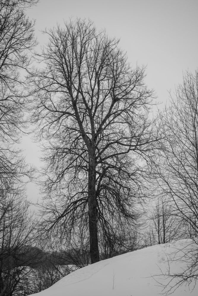 Photograph by Сергей Зимин