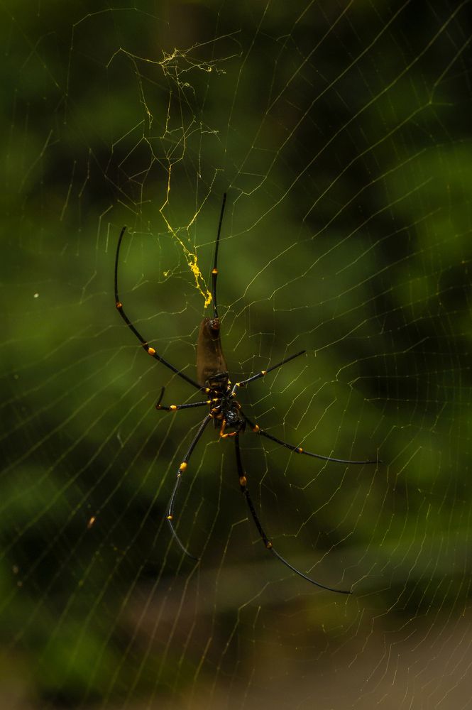 Photograph by Octavio Do Nascimento