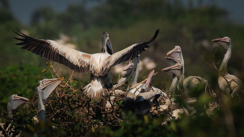 Photograph by jagadeeshbabu