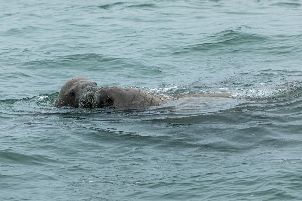Целующиеся моржи