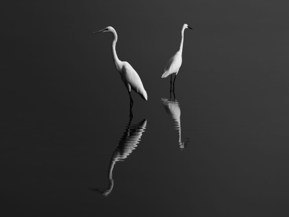 Photograph by jagadeeshbabu