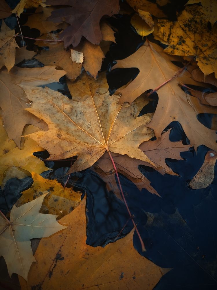 Photograph by Ирина Половцева