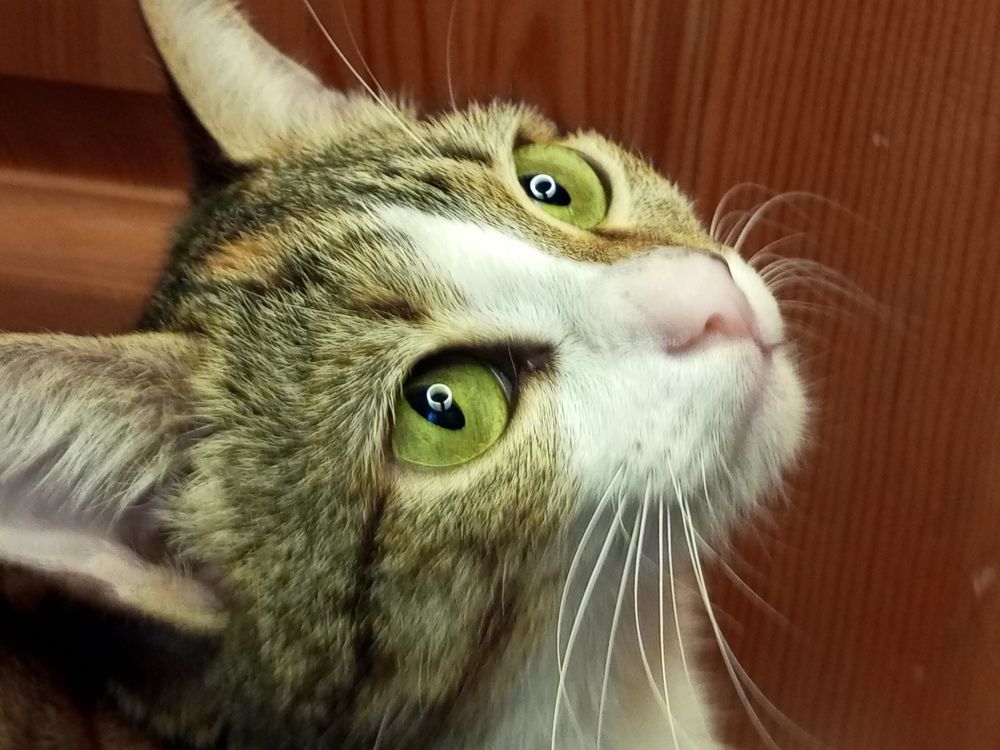 Photo #10394280