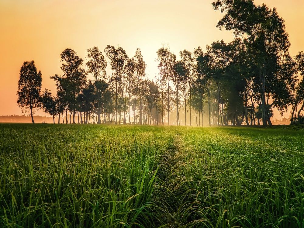 Photograph by Trishik Bose