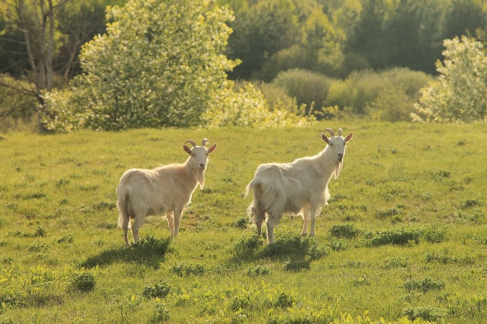 Photograph by Виктория Хмара