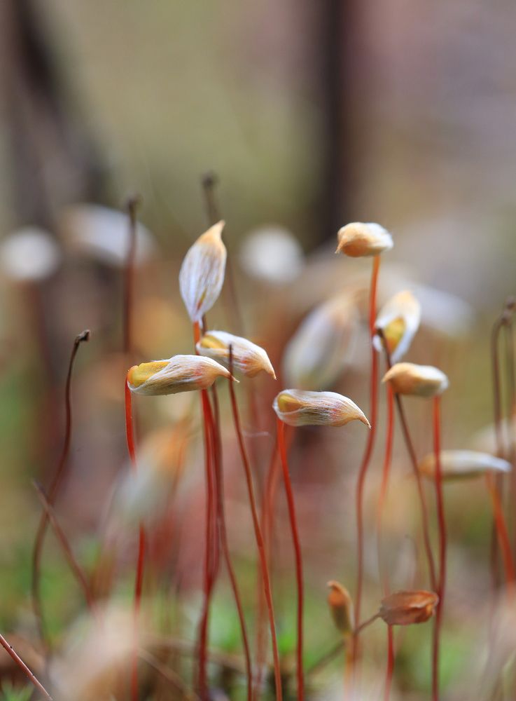 Заклюем любого