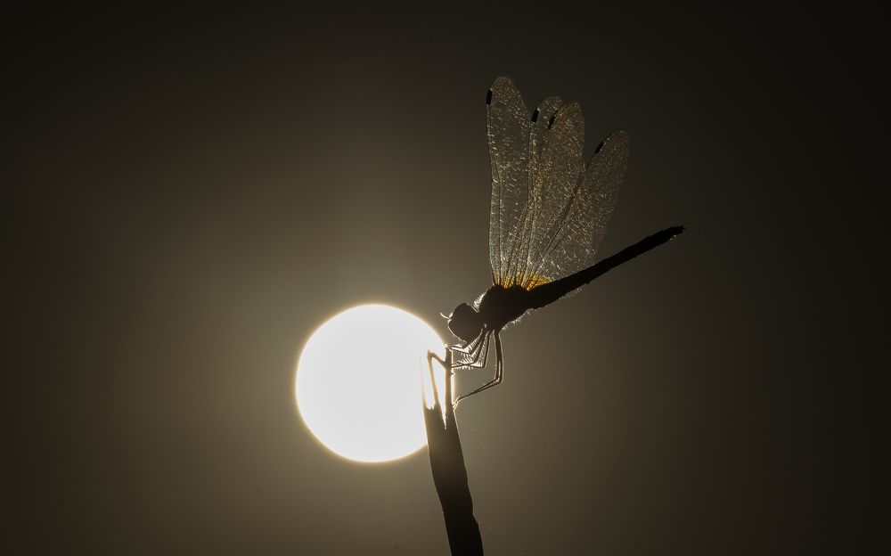 Photograph by Deepak KGK