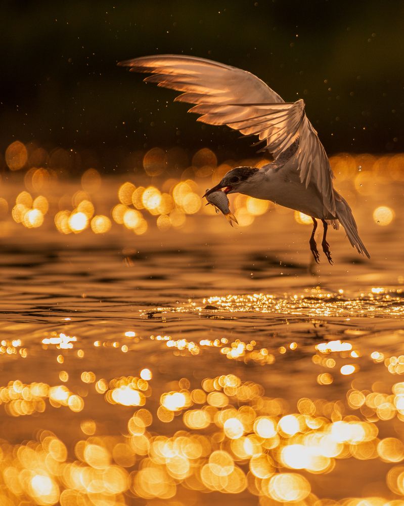 Photograph by Arnold judson Samuel