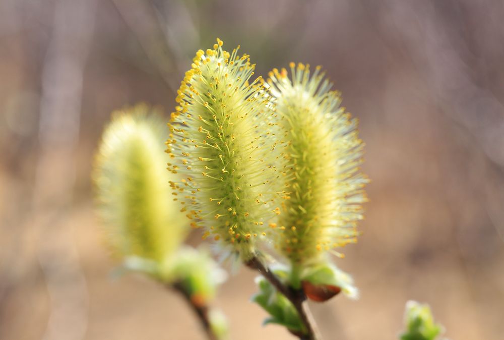 Пушистая нежность