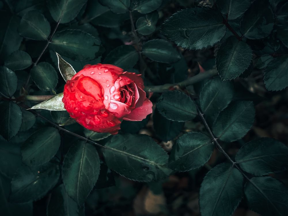 Photograph by Анна Бобкова