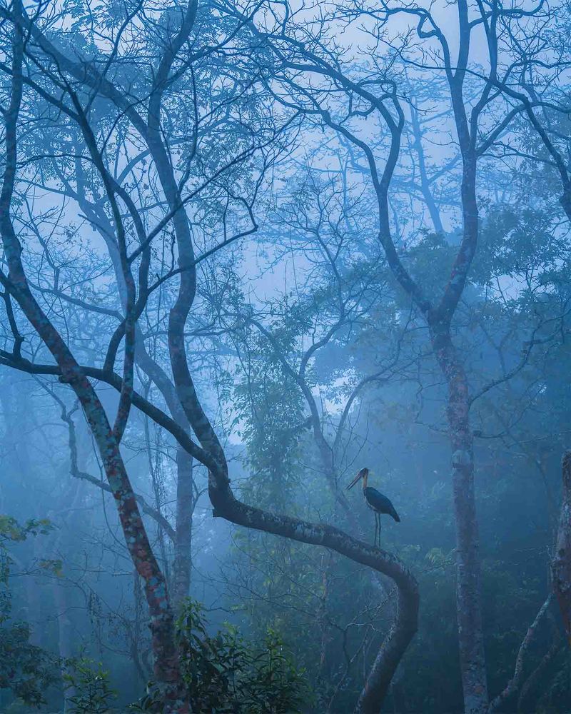 Lesser Adjutant Stork
