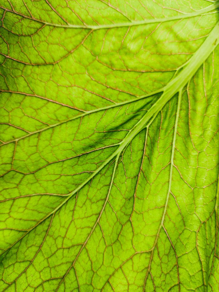 Photograph by Dhrubajyoti Bhattacharyya