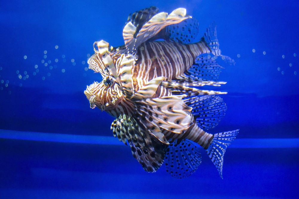 Photograph by Елена Иванова