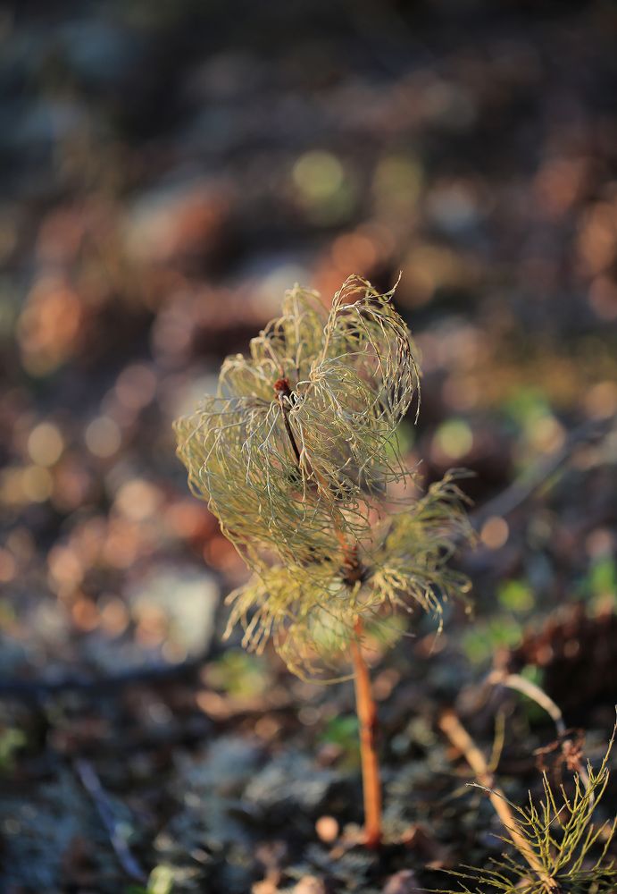 Засыхающий хвощ