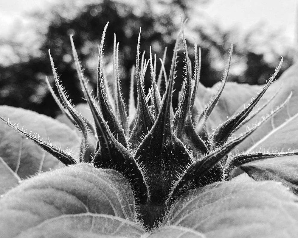 Photograph by v Stark