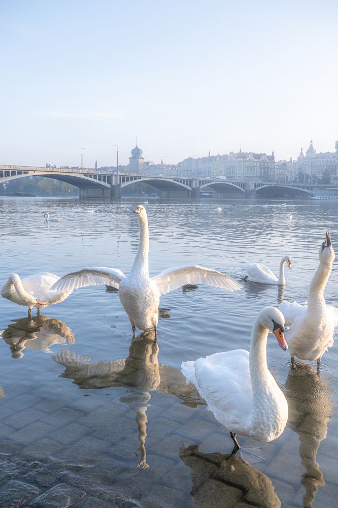 Утреннее купание лебедей