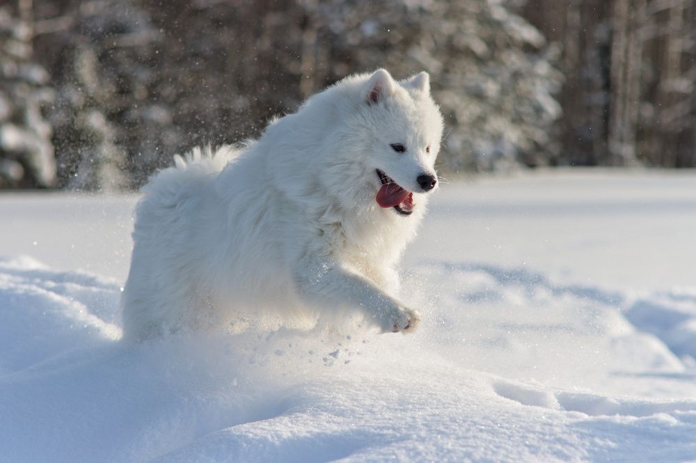 Photograph by Дарья Чистякова