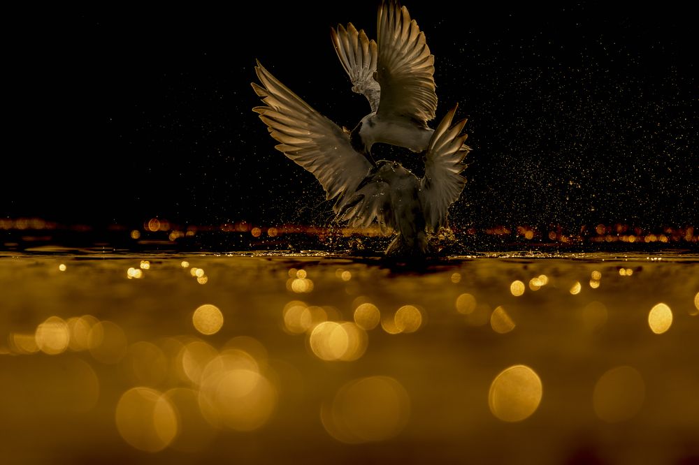 The treasure hunt and the gold bath!