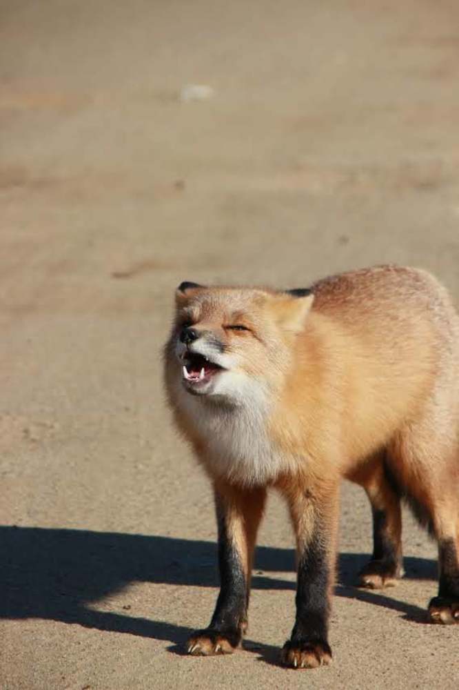 Photograph by Elena Edeleva Еделева