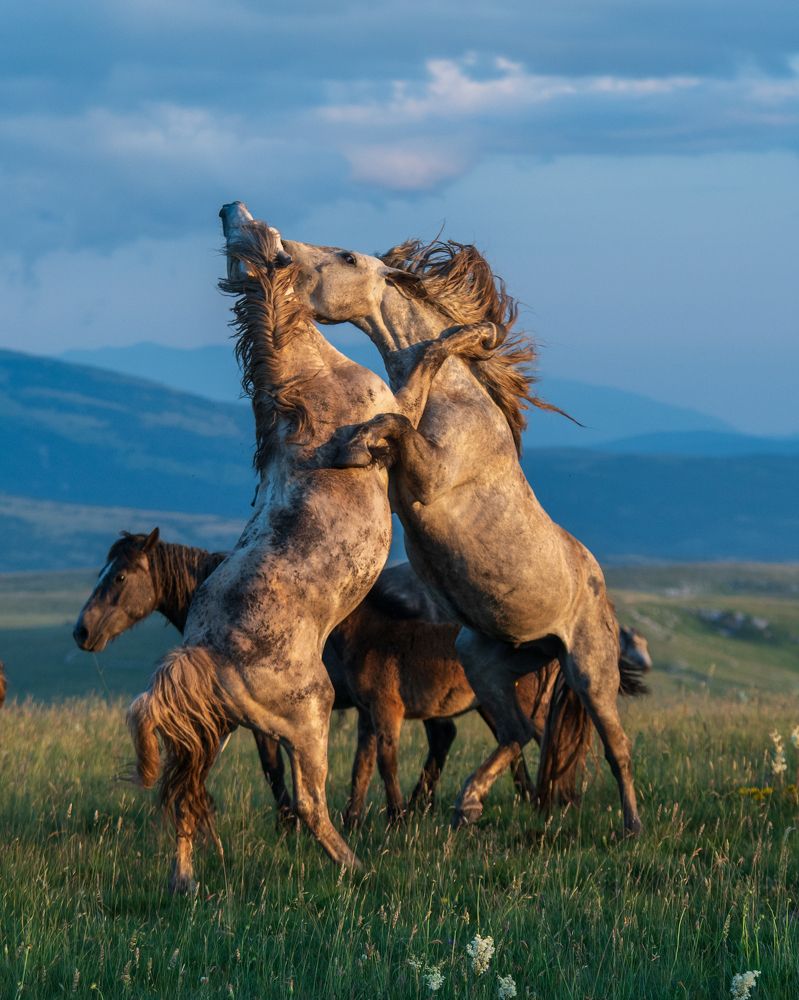 Photograph by Jasmin Džebo