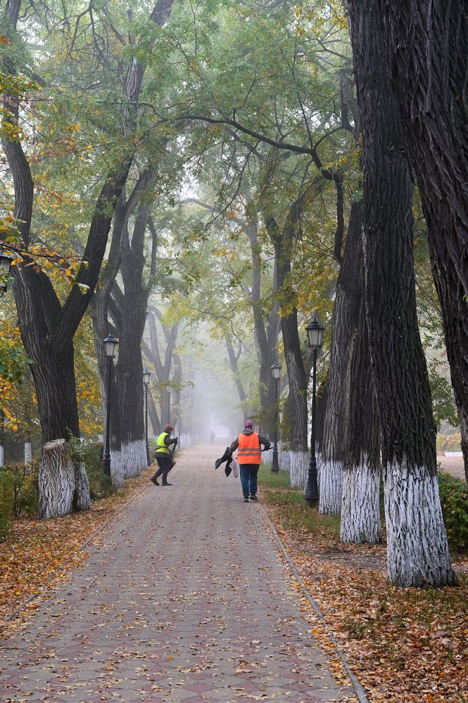 Туман в аллее вязов
