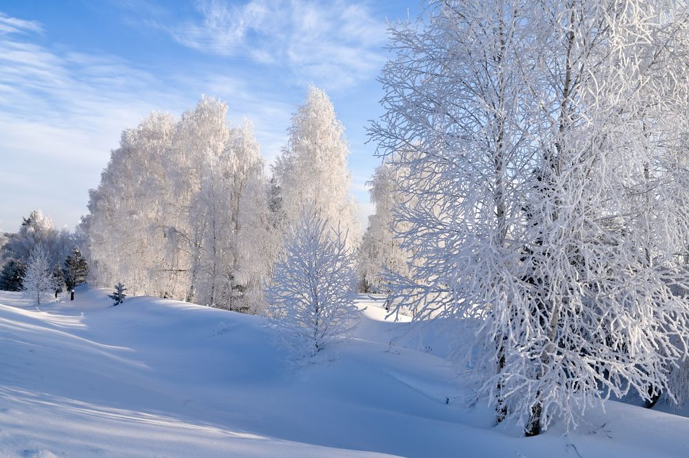 Принарядились березки в белые одежды