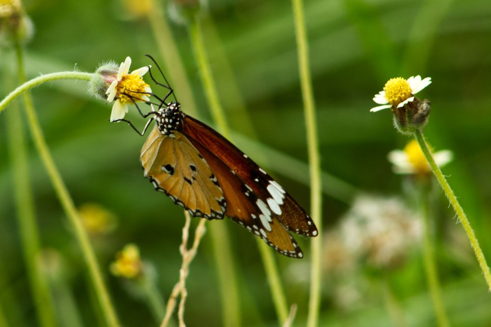 Photograph by Vikas Chauhan