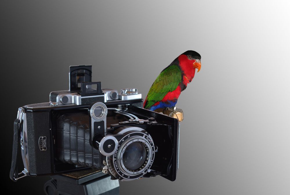 Птичка фотографа