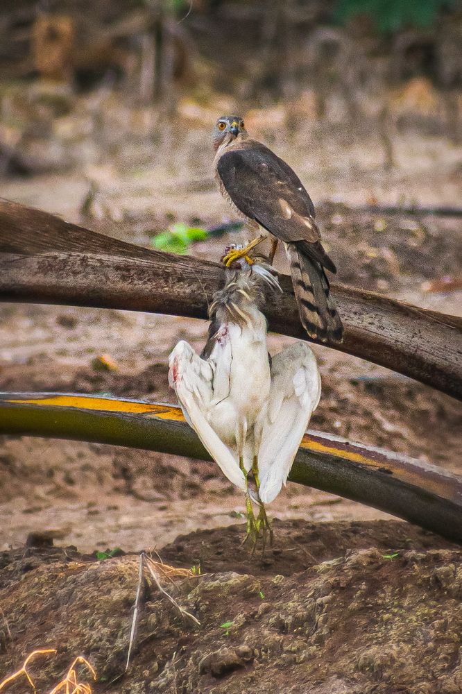 Photograph by PRABANJAN KARUPPUSAMY