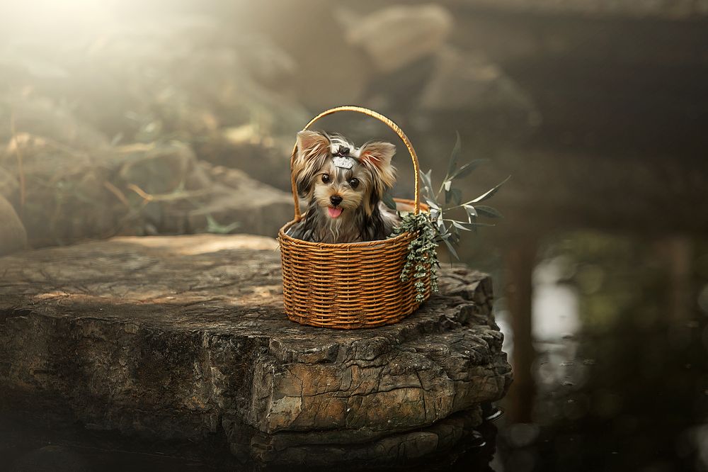 Photograph by 温齐耀