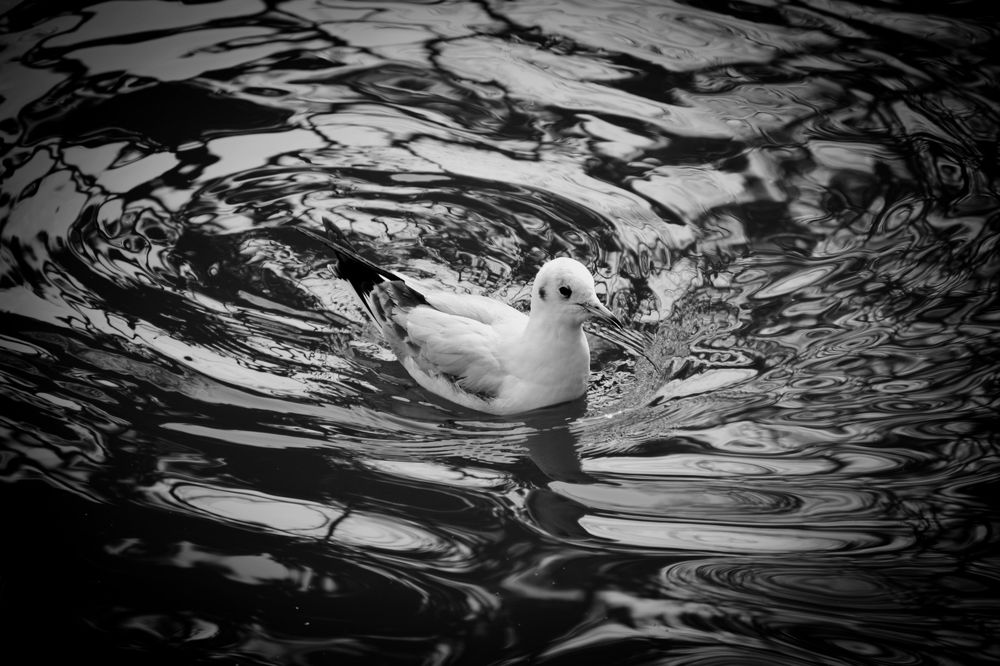 Photograph by Amir Ali Maleki