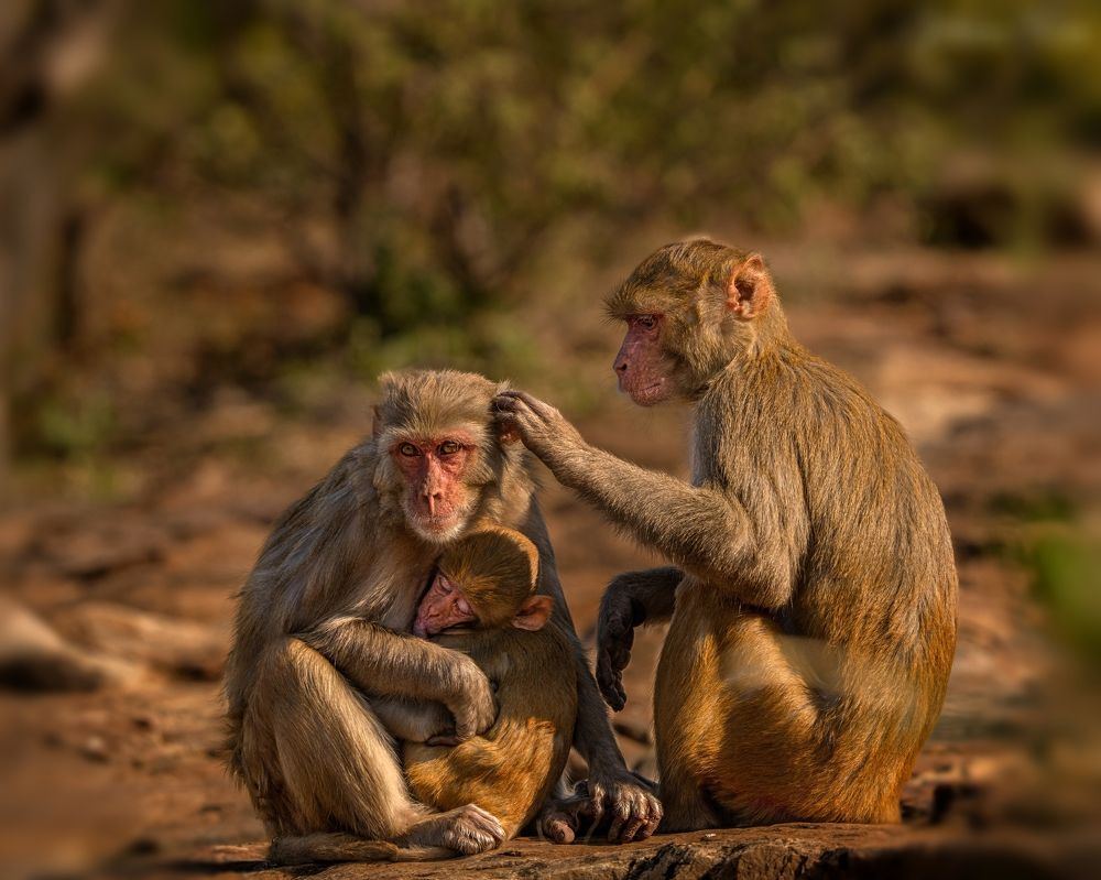 Photograph by mahadevan rudra