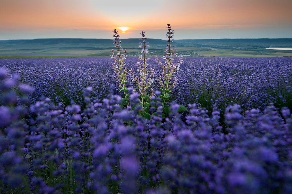 Фотография автора Дарья Васильева