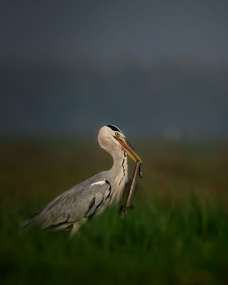 The Predator and the prey