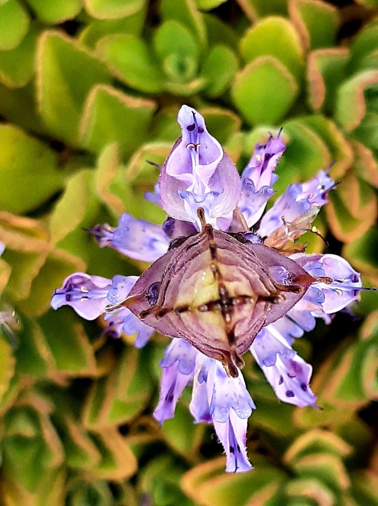 Прекрасный цветок