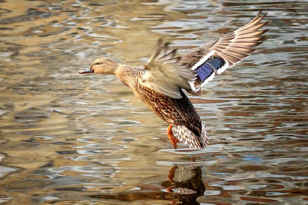 Photograph by Vitaliy Saposhnikov