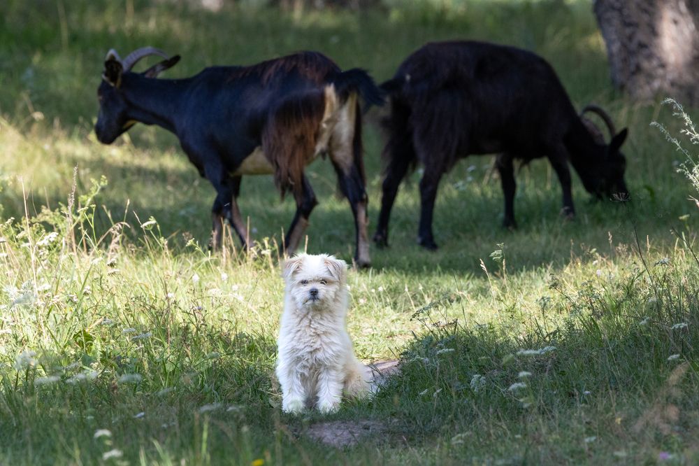 Photograph by Щепанов Дмитрий