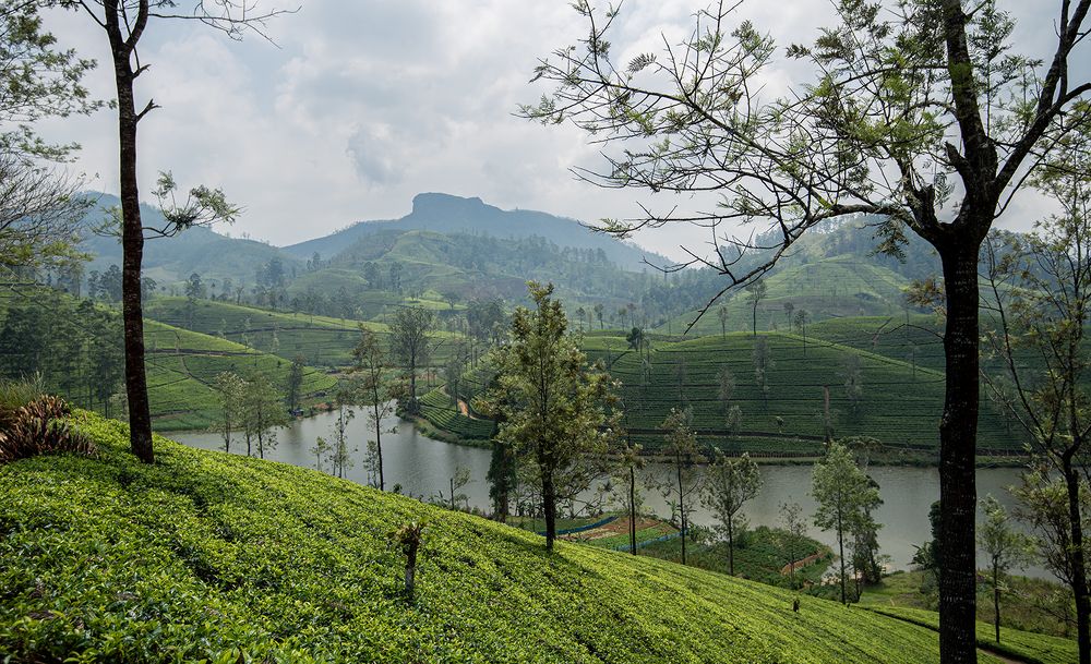 Photograph by SAMAN HALLOLUWA