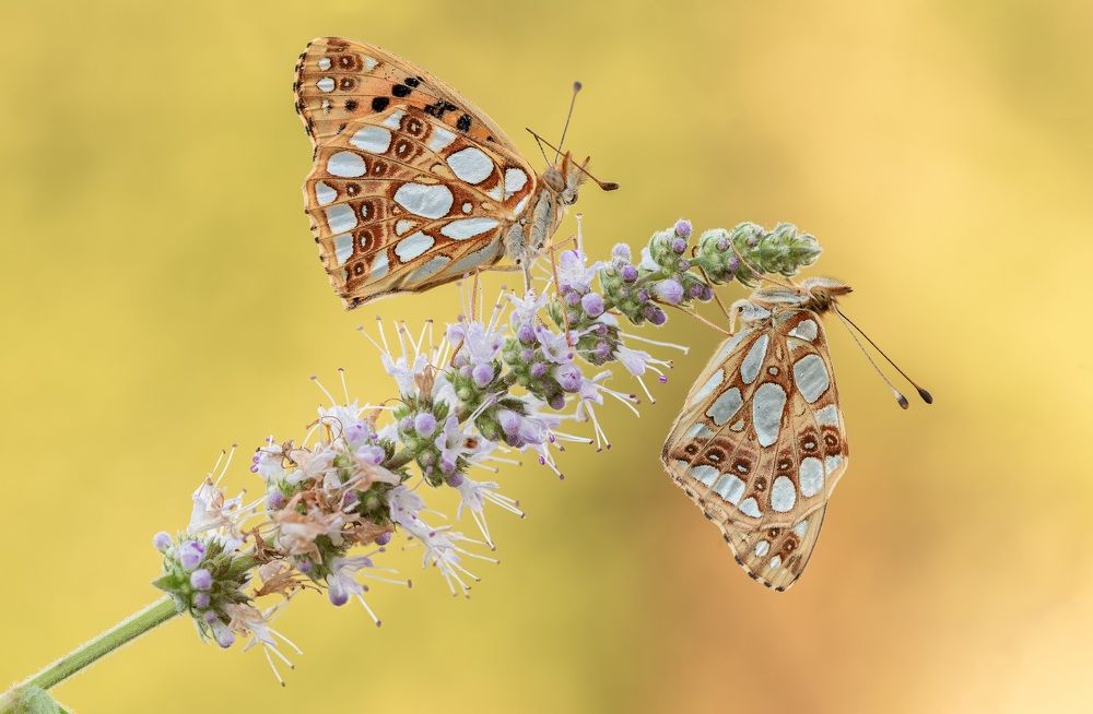 Photograph by Enrico Luzi