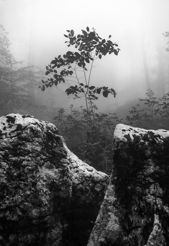 Photograph by Navid Mofidi Ahmadi