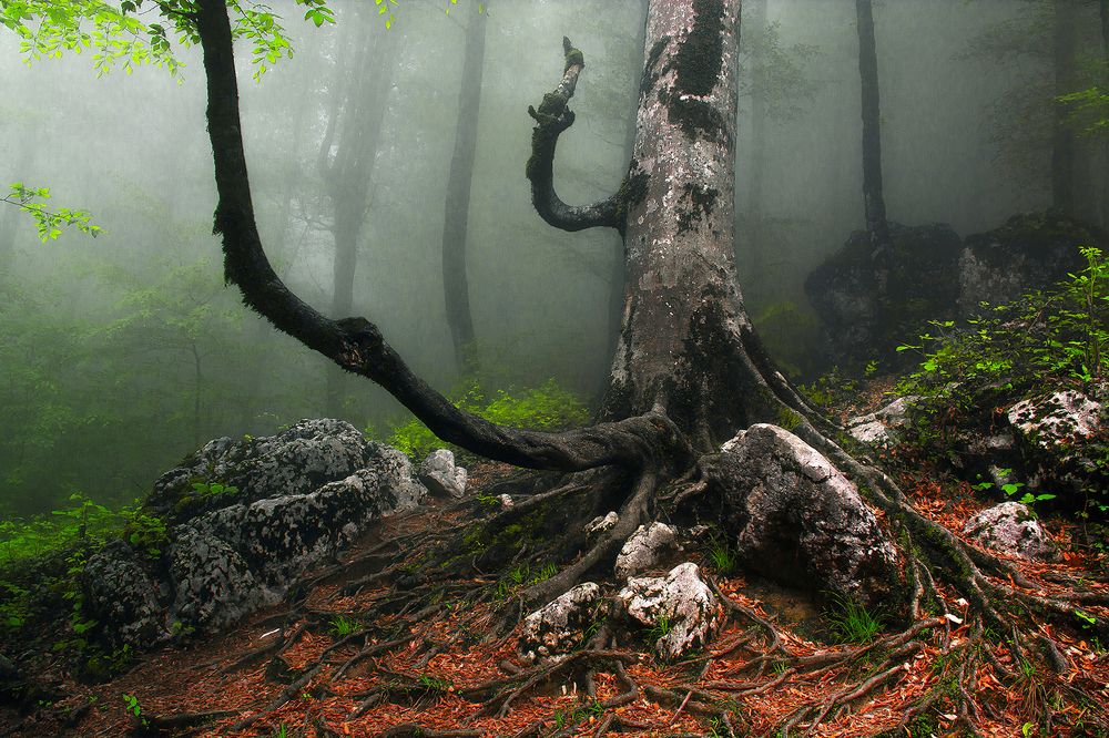 Photograph by Navid Mofidi Ahmadi