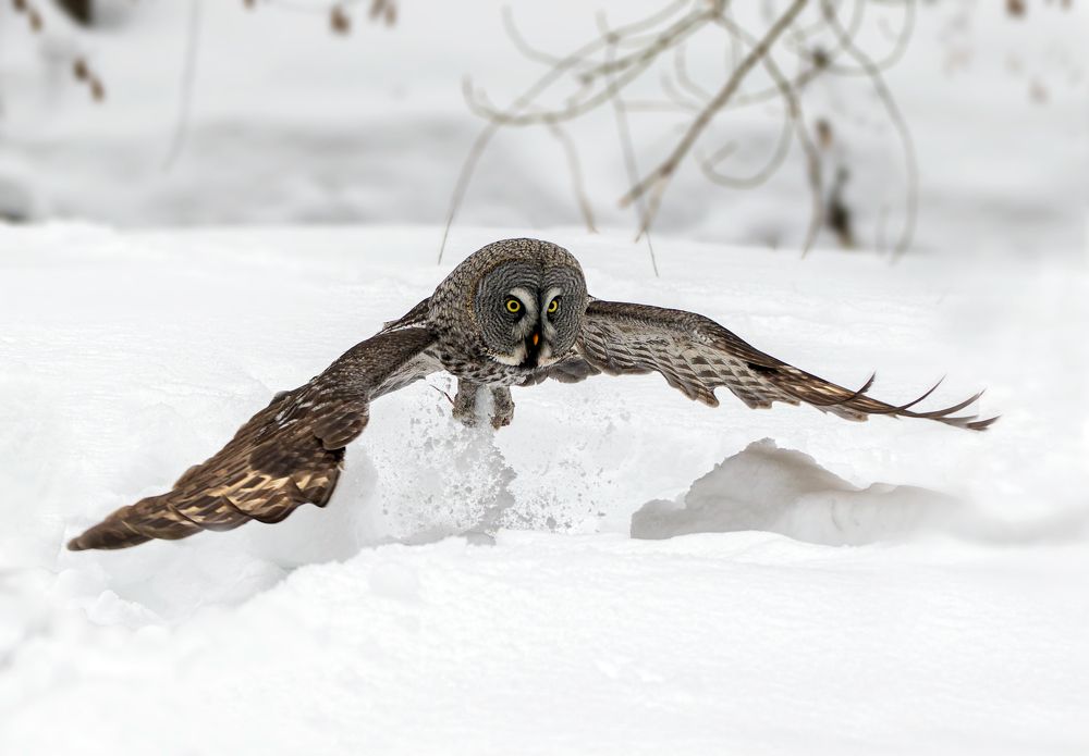 Great Grey Owl Attacks