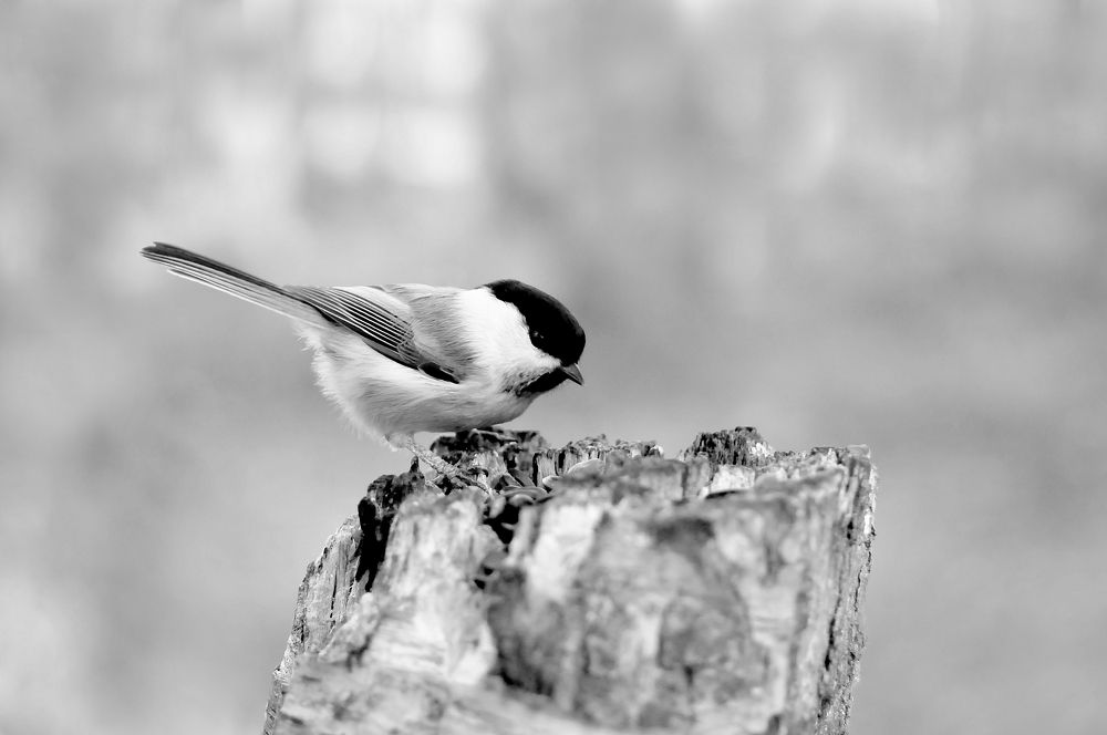 Буроголовая гаичка