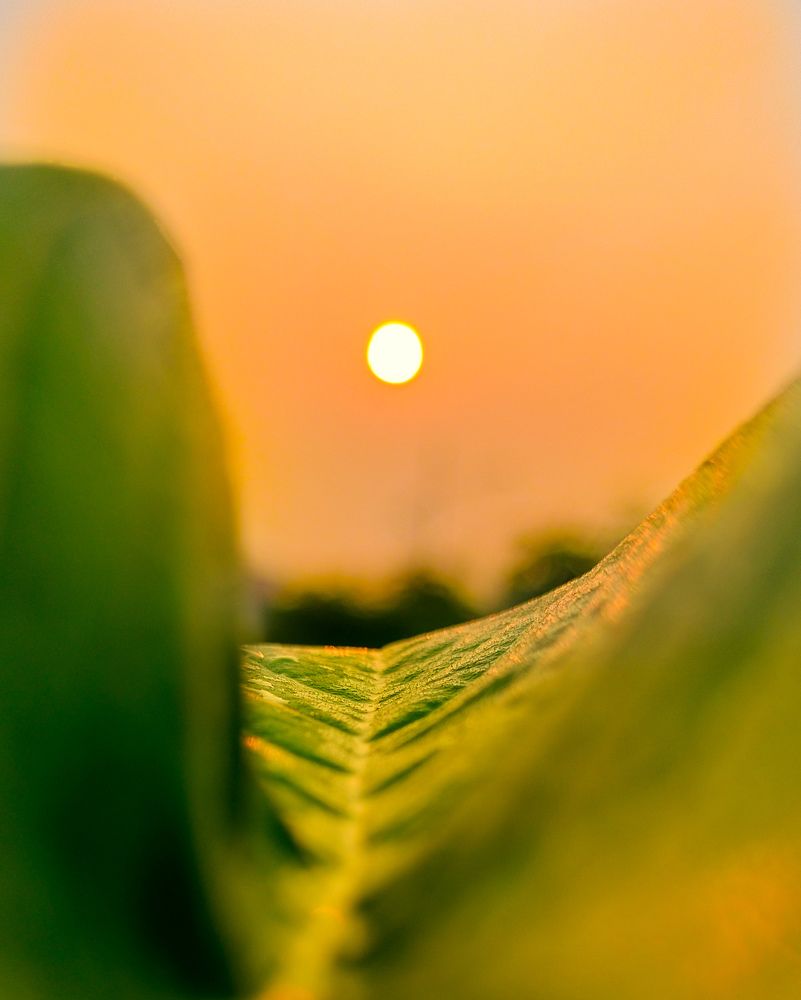 Photograph by Prasad Bhamodkar