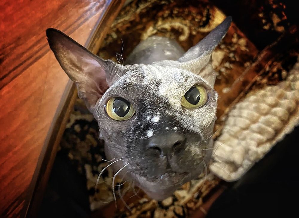 Чудо пекарь