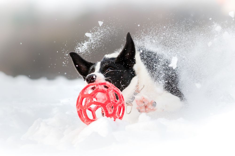 Photograph by Lesnoe Photo