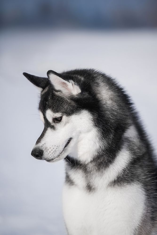 Photograph by Виктория Фоминых