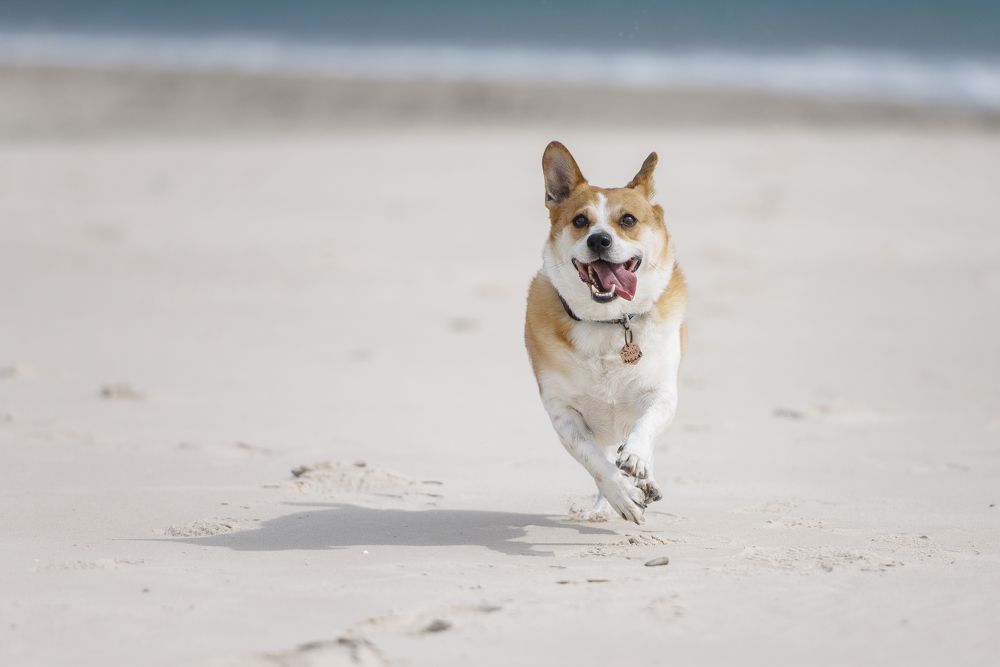 Фотография автора Csépe Róbert