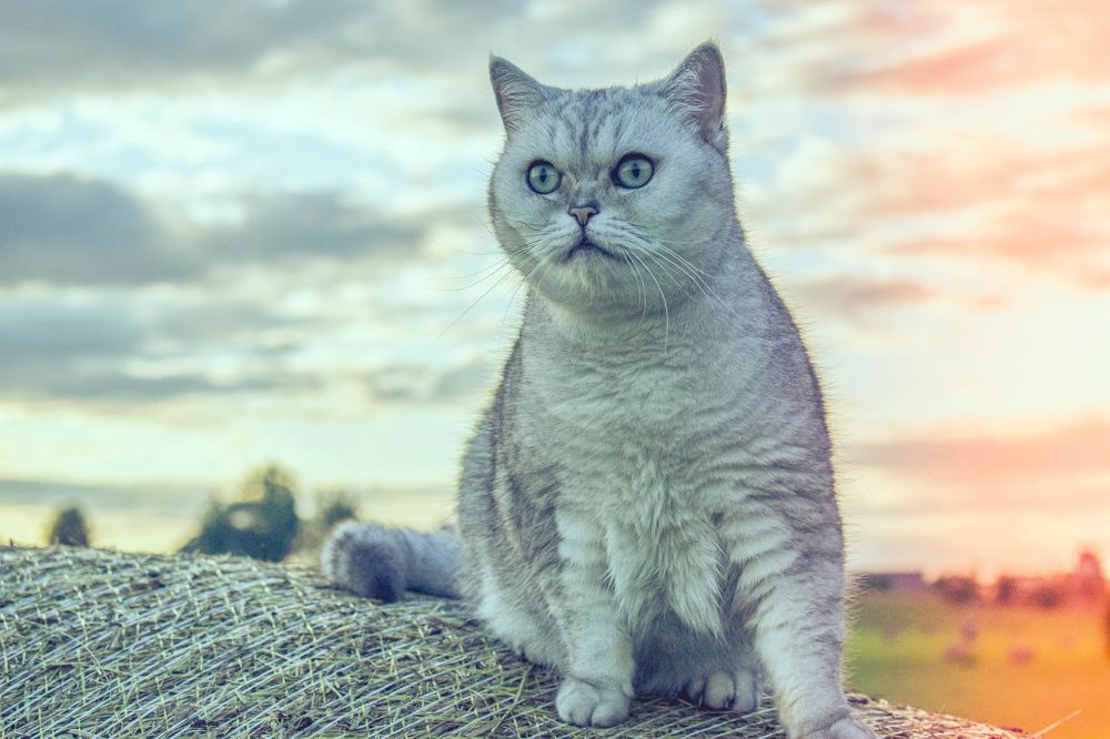 Observation from above